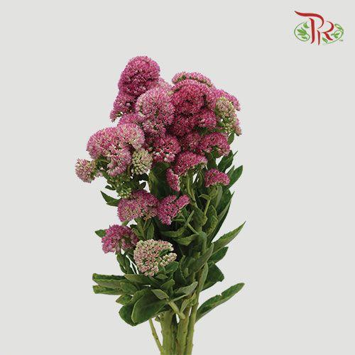 Trachelium - (Per Bunch) - Pudu Ria Florist
