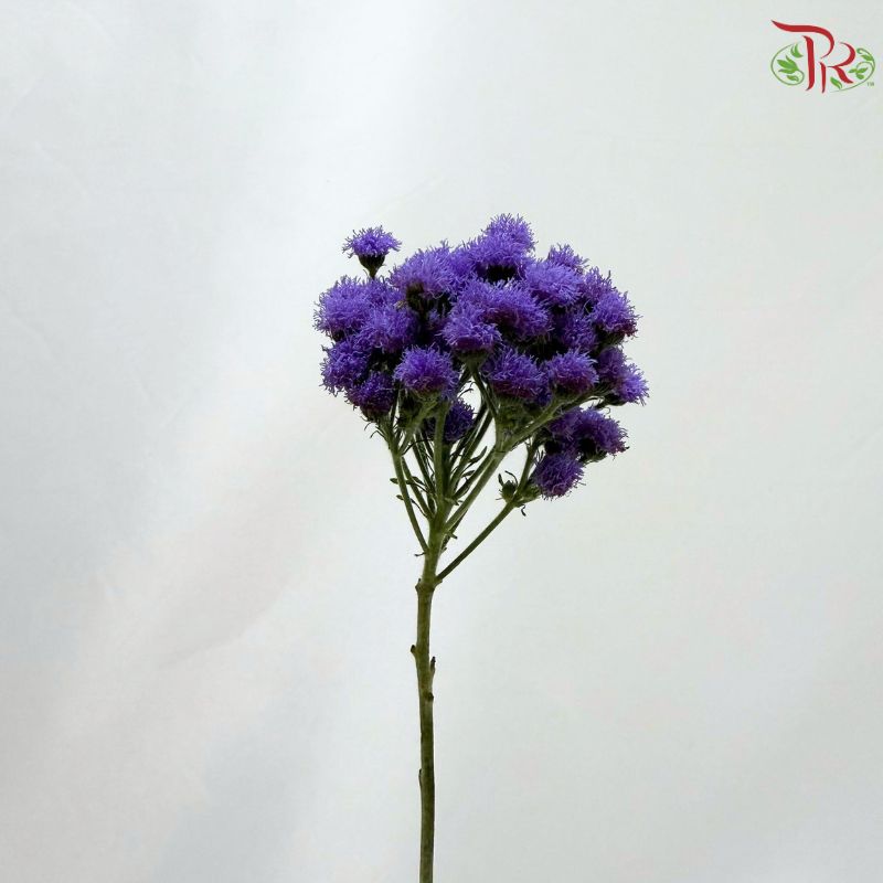 Ageratum