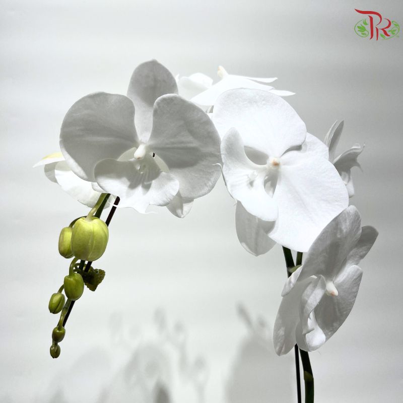 Phalaenopsis Orchid  (Double Stems)  *With No Vase