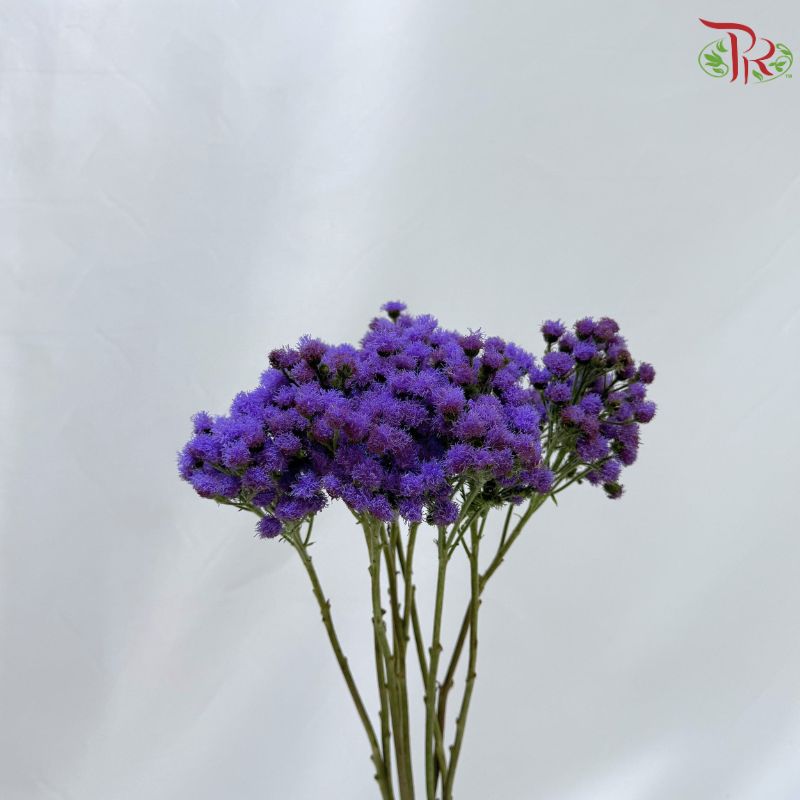 Ageratum