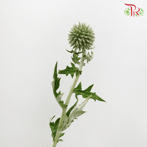 Echinops - (Per Bunch) - Pudu Ria Florist