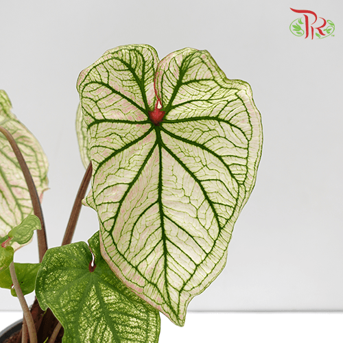 Caladium Debutante《五彩芋》 - Pudu Ria Florist