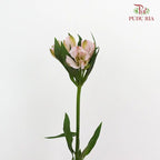 Alstroemeria