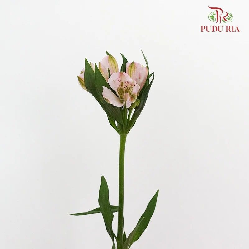 Alstroemeria