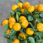 Mini Lime Tree《迷你桔子树》(With Option)