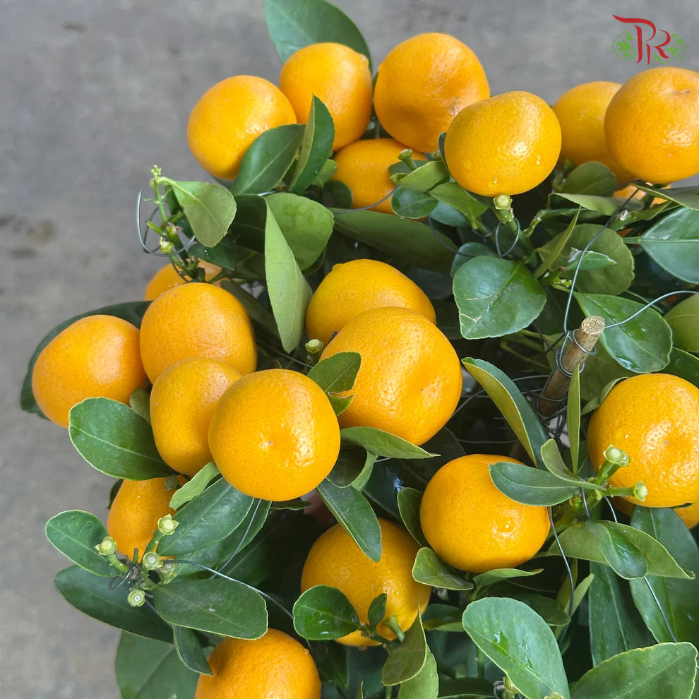 Mini Lime Tree《迷你桔子树》(With Option)