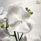 Medium Phalaenopsis Orchid  (Double Stems)  *With No Vase