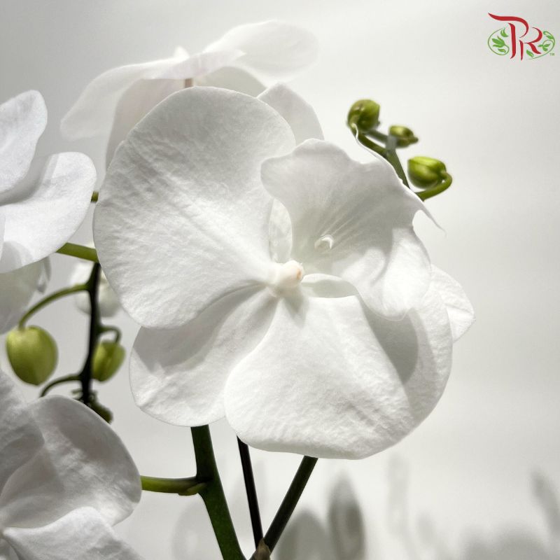 Big Single Stem Phalaenopsis Orchid