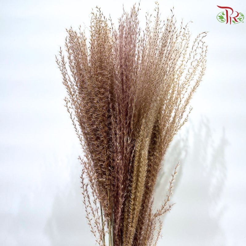 Dried Eulalia Bleached