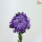 Aster《翠菊》