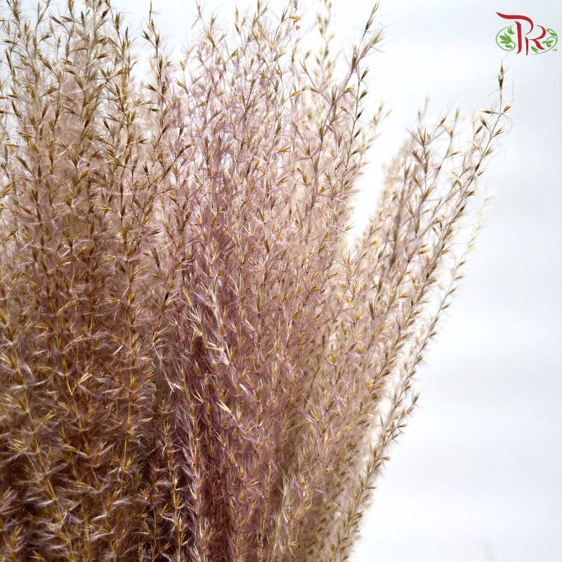 Dried Eulalia Bleached