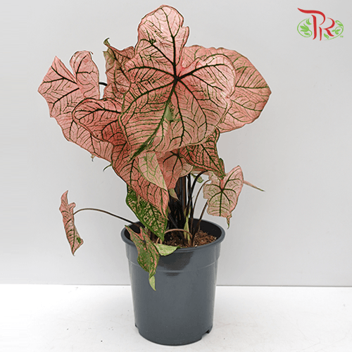 Caladium Spring Fling《五彩芋》 - Pudu Ria Florist