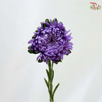 Aster《翠菊》