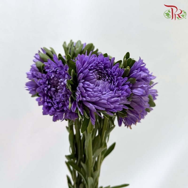 Aster《翠菊》