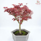 Red Maple Tree 《枫树》
