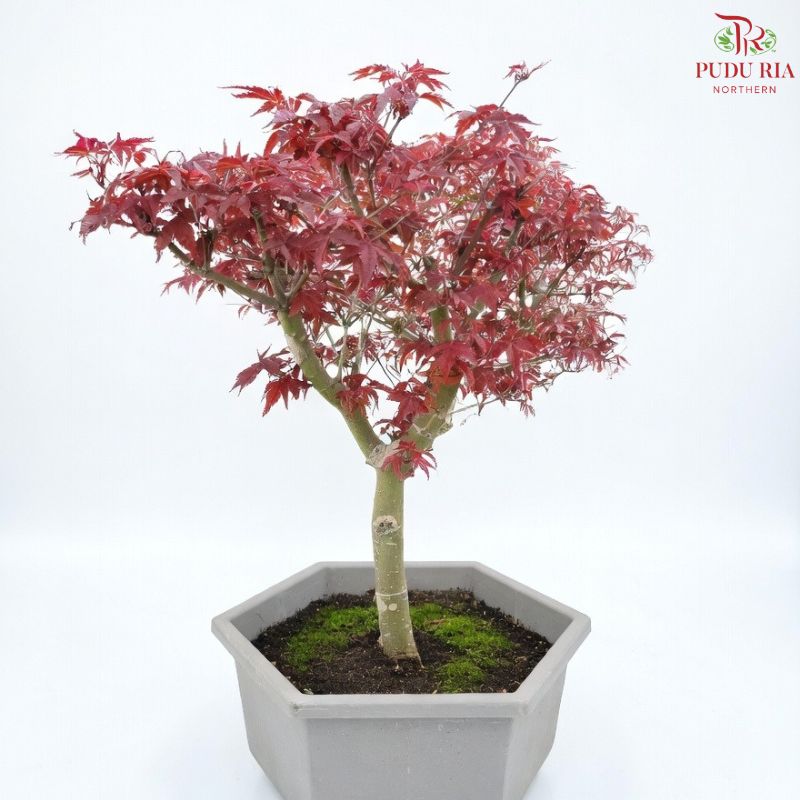 Red Maple Tree 《枫树》
