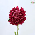 Aster《翠菊》