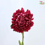 Aster《翠菊》