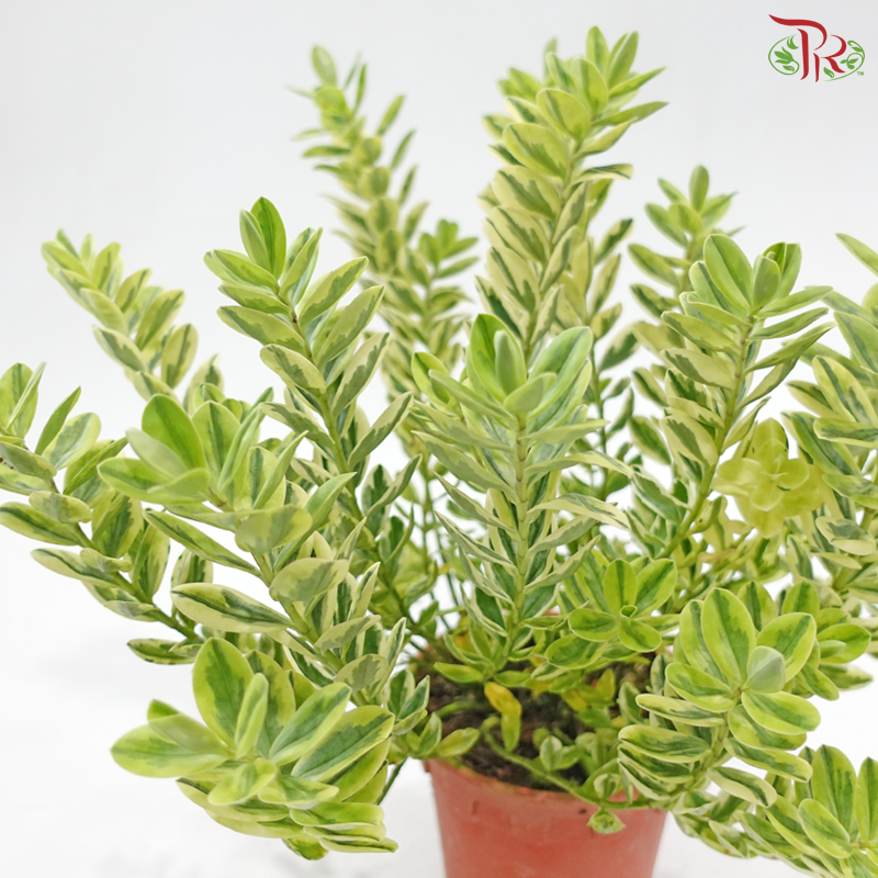 Hebe Andersonii P150《安德森长阶花》