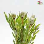 Leucadendron Meridianum - (10 Stems) - Pudu Ria Florist