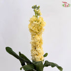 Matthiola