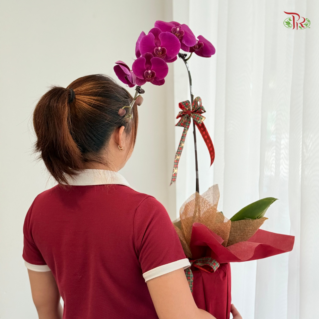 【XMAS 2025】Festive Harmony 圣诞和韵