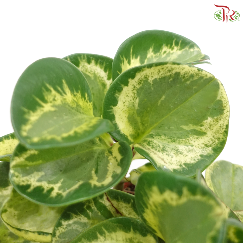 Peperomia Obutsifolia Variegata《花叶圆叶椒》