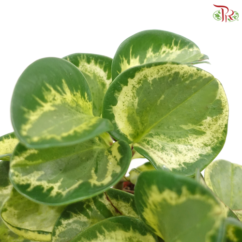 Peperomia Batik (Obtusifolia ‘Variegata’) J01《花叶圆叶椒》