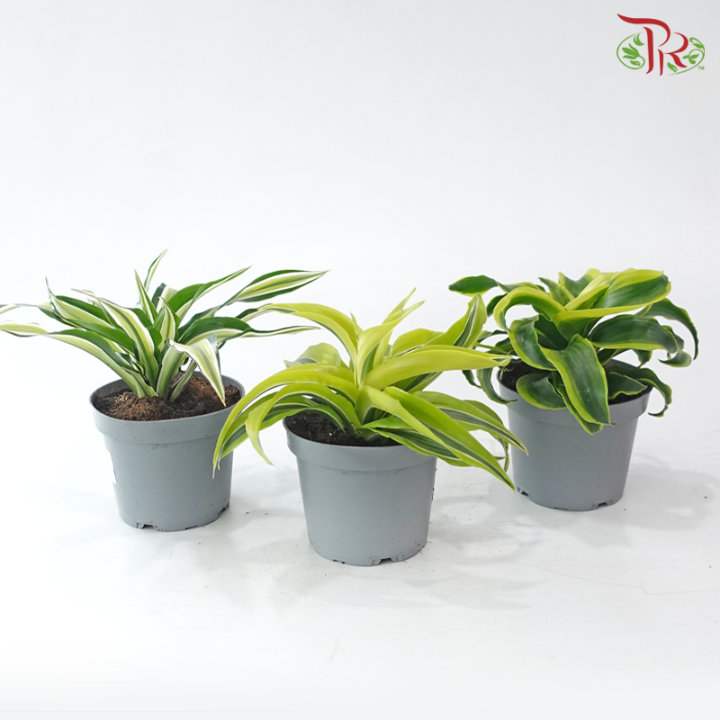 Dracaena  Fragrance《铁树 巴西木》(Random Choose Plant)