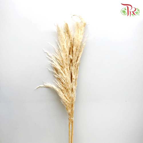 Cortaderia Pampas Natural - 5 Stems - Pudu Ria Florist