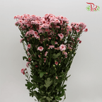 Chrysanthemum Pompom - Button Purple (12 Stems) - Pudu Ria Florist