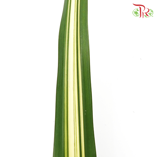 Pandan Leaf (M) - Pandanus Tone - Pudu Ria Florist