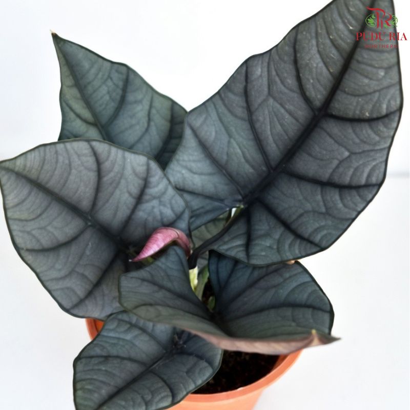 Alocasia Elaine