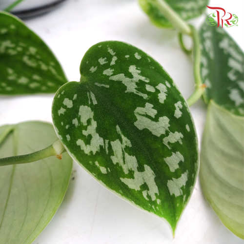 Scindapsus Pictus Argyraeus 《小叶银斑葛》 - Pudu Ria Florist