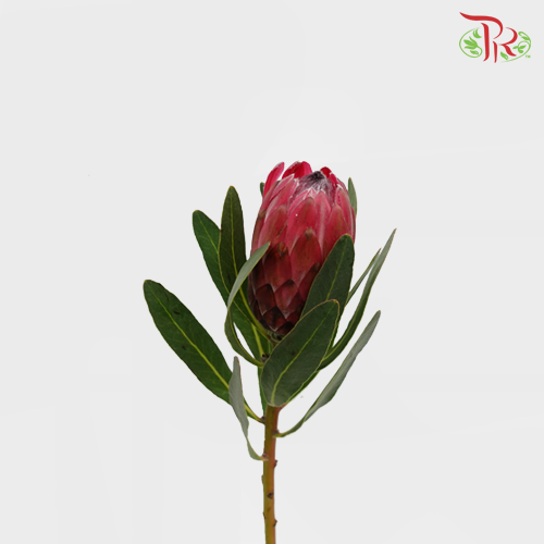 Protea Lancelot - (2 Stems) - Pudu Ria Florist