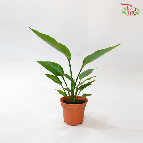 Strelitzia Alba《扇芭蕉》 - Pudu Ria Florist