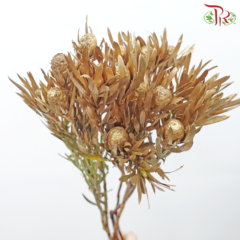 Salignum Xmas - Spray Gold (5 Stems) - Pudu Ria Florist