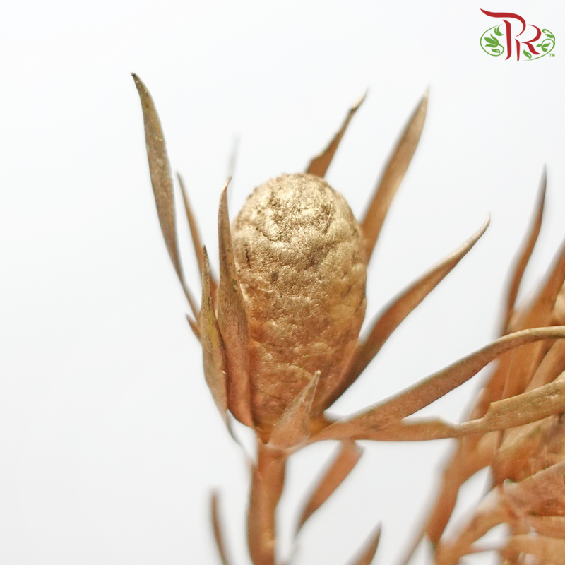 Salignum Xmas - Spray Gold (5 Stems) - Pudu Ria Florist