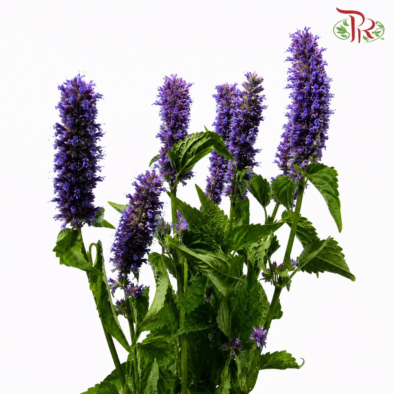 Agastache