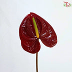 Anthurium