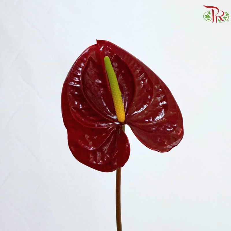 Anthurium