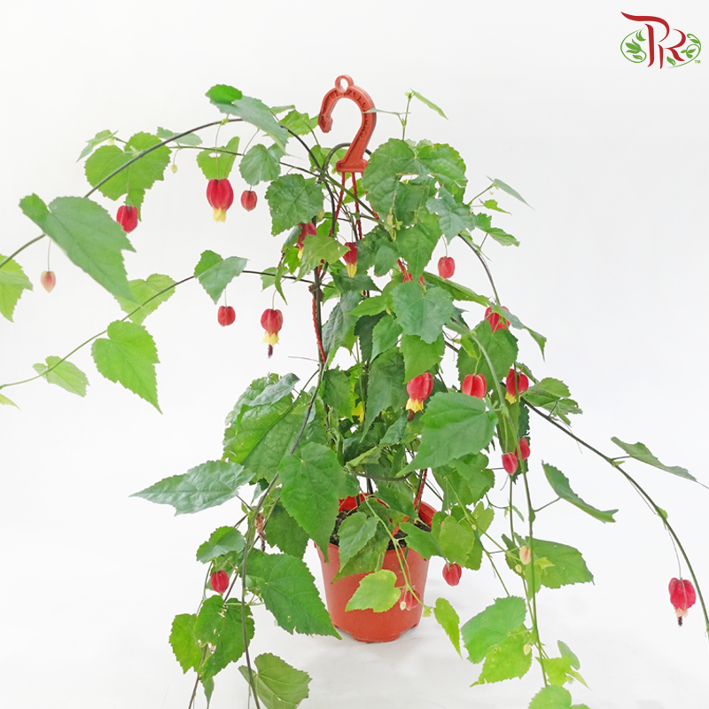 Abutilon 150P JH《灯笼花》
