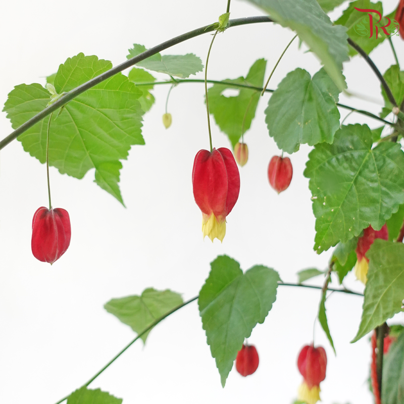 Abutilon 150P JH《灯笼花》