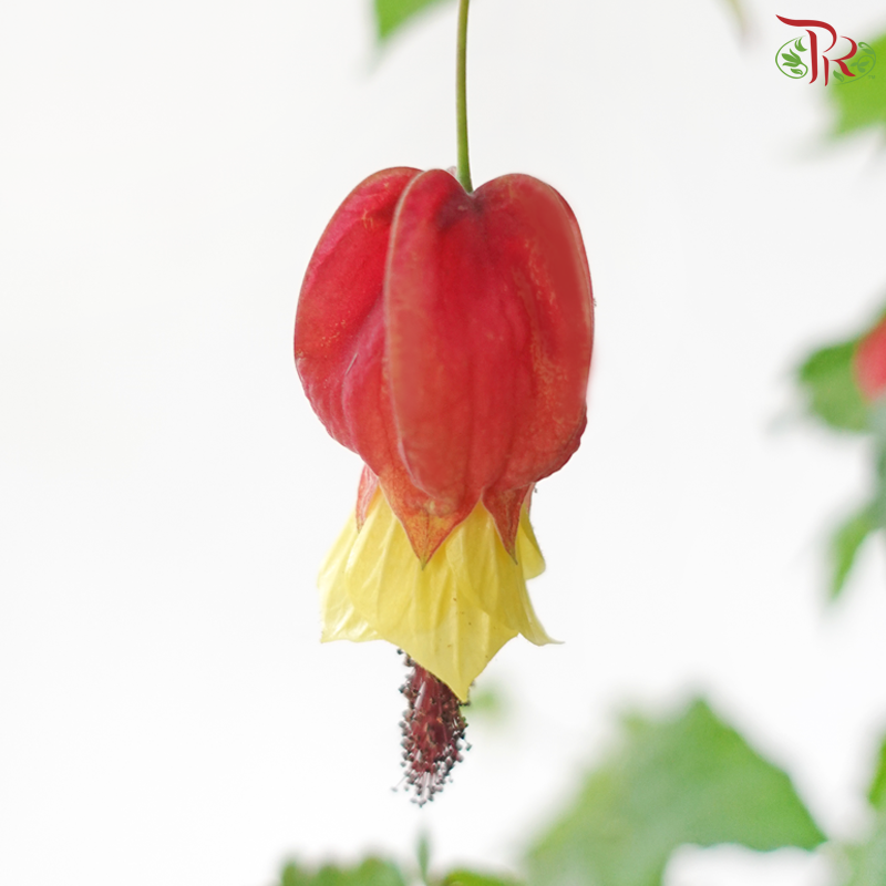 Abutilon 150P JH《灯笼花》