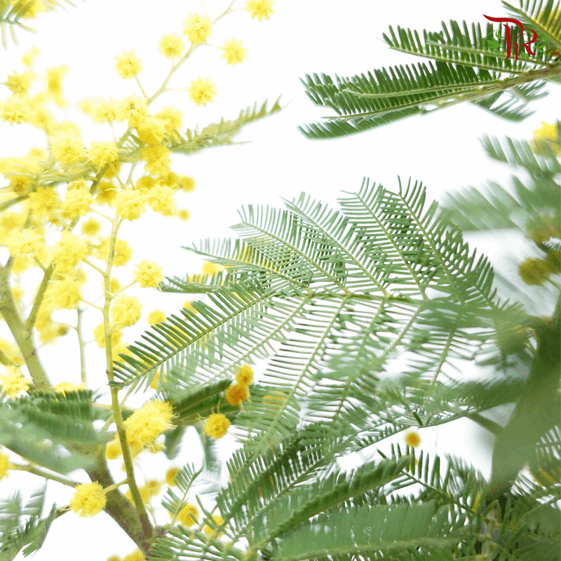 Acacia Dealbata (Mimosa tree) 《相思树》