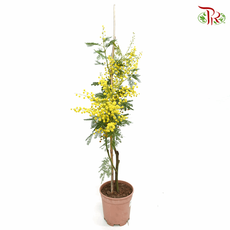 Acacia Dealbata (Mimosa tree) 《相思树》