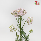 Achillea / Yarrow 《欧蓍草》