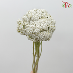 Achillea / Yarrow - White (5 Stems) - Pudu Ria Florist