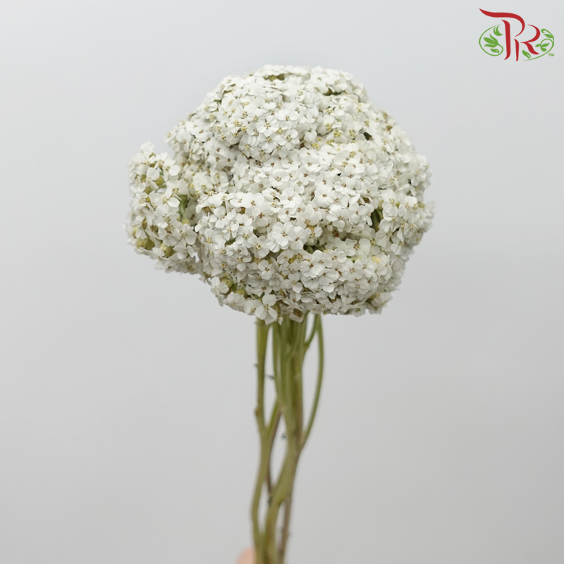 Achillea / Yarrow - White (5 Stems) - Pudu Ria Florist