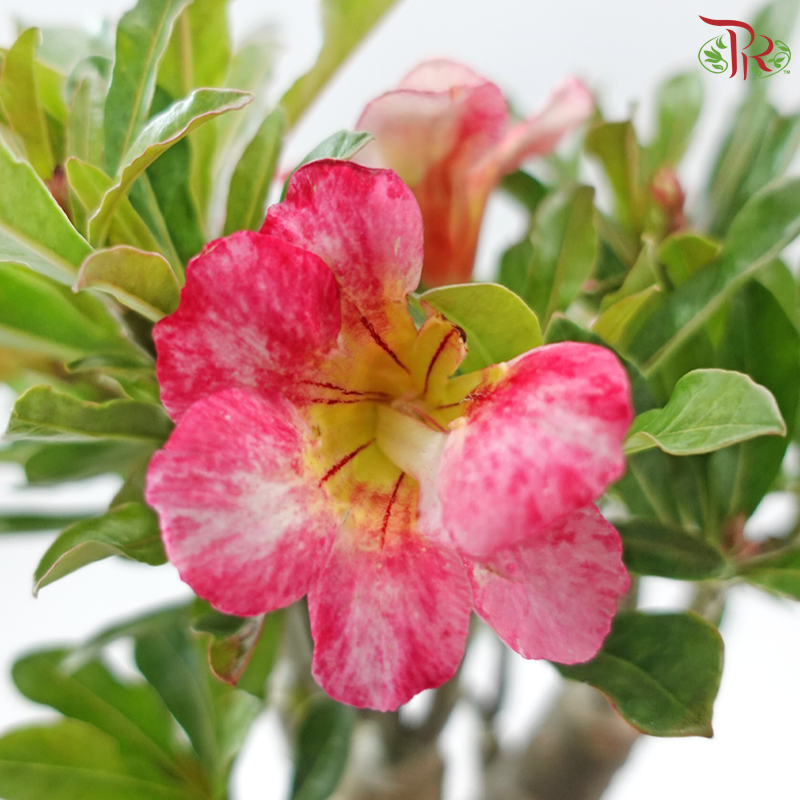Adenium (Big)《富贵花》(Random Color)